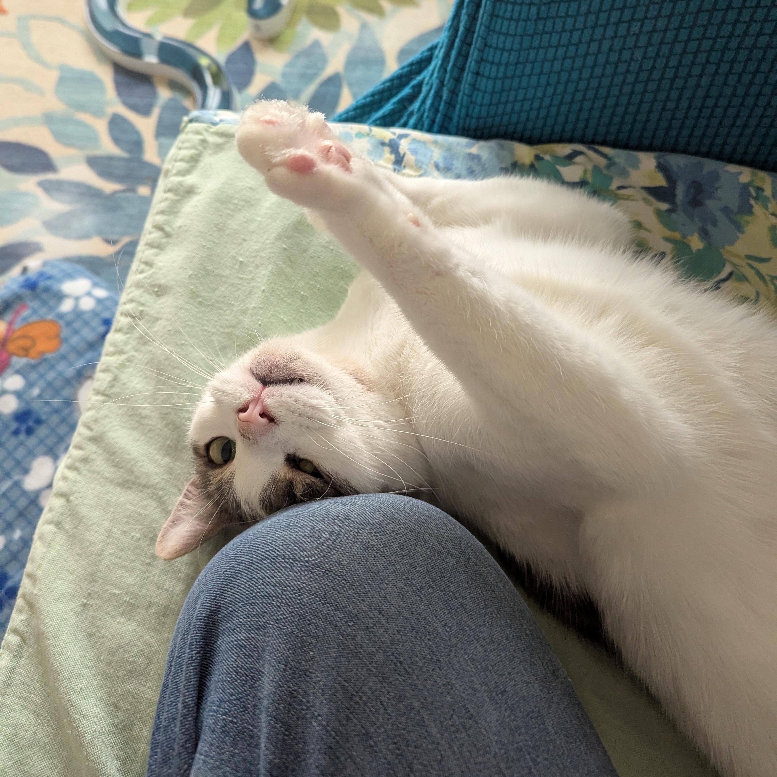 Orion, Adoptable, Young Male Domestic Short Hair.