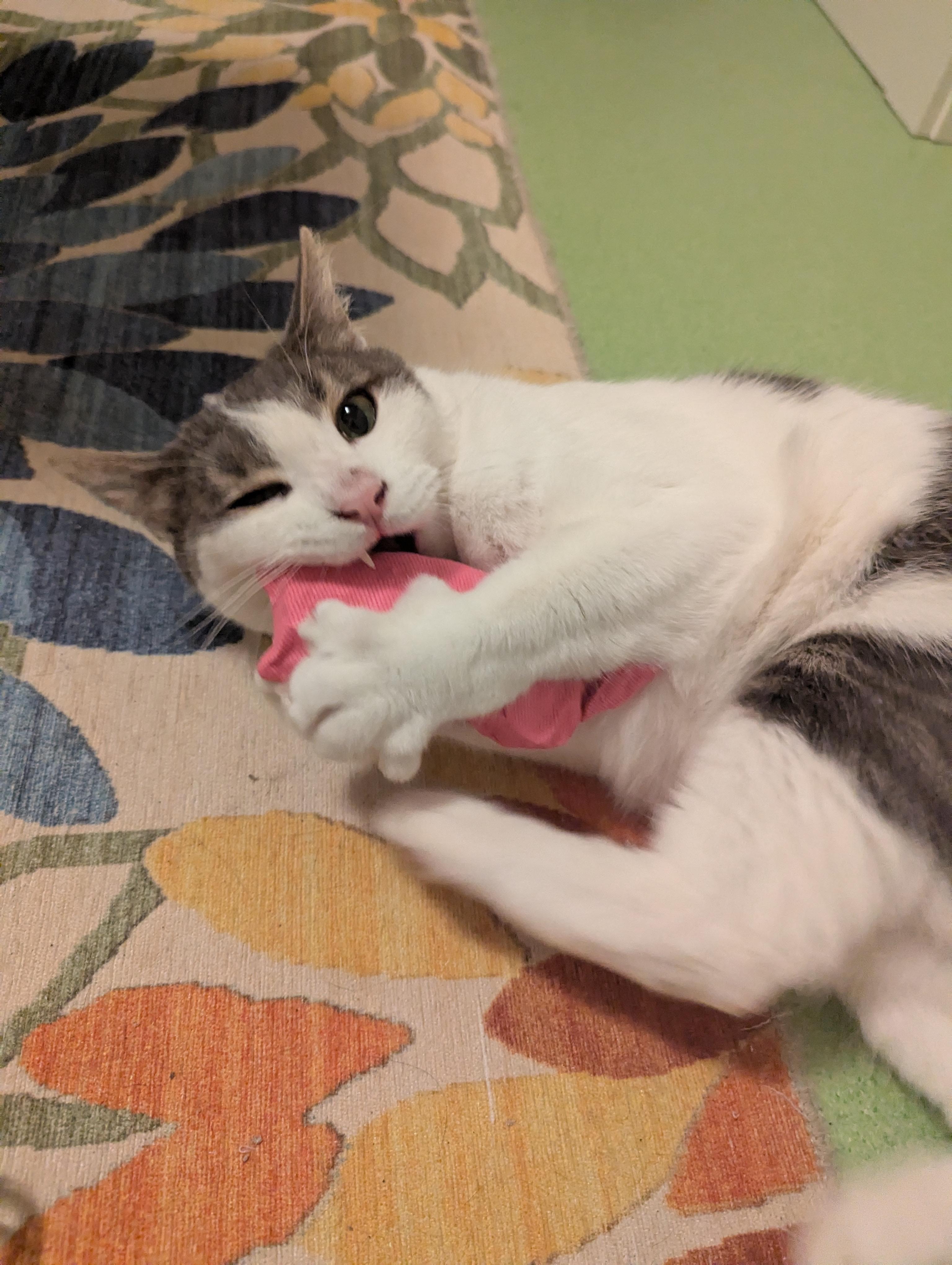 Enlarge Orion, a Adoptable Domestic Short Hair in West Richland, WA image 2/6