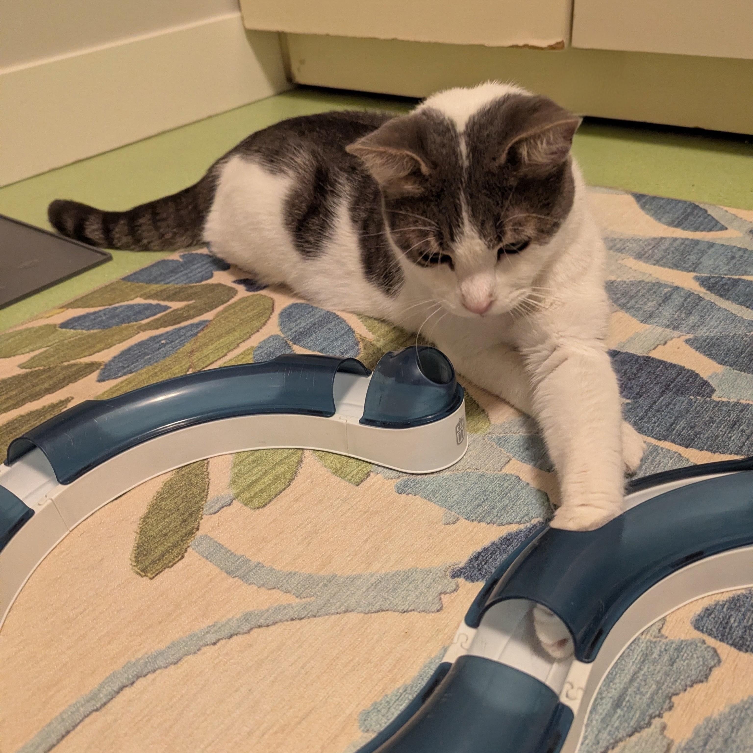 Enlarge Orion, a Adoptable Domestic Short Hair in West Richland, WA image 5/6