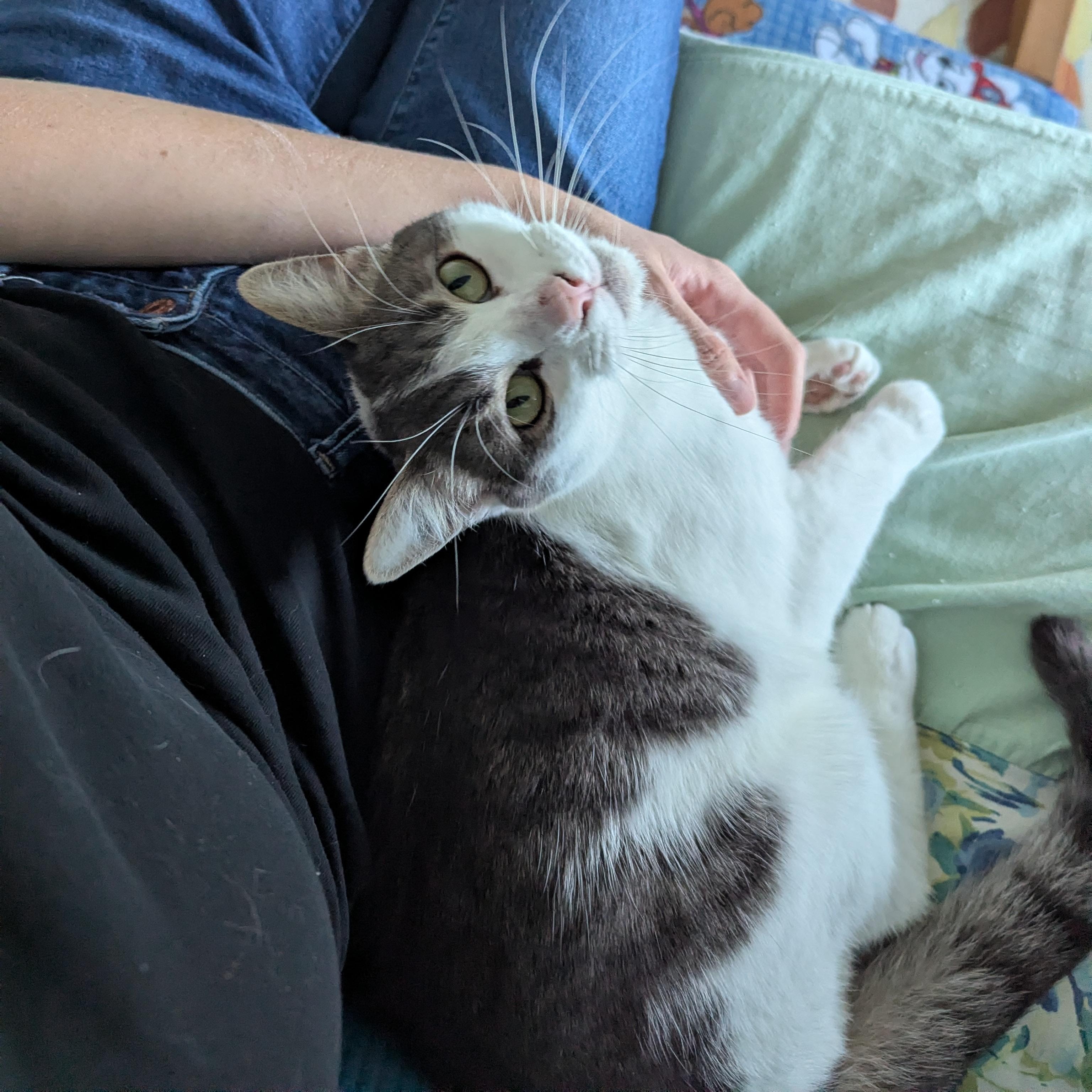 Orion, Adoptable, Young Male Domestic Short Hair.