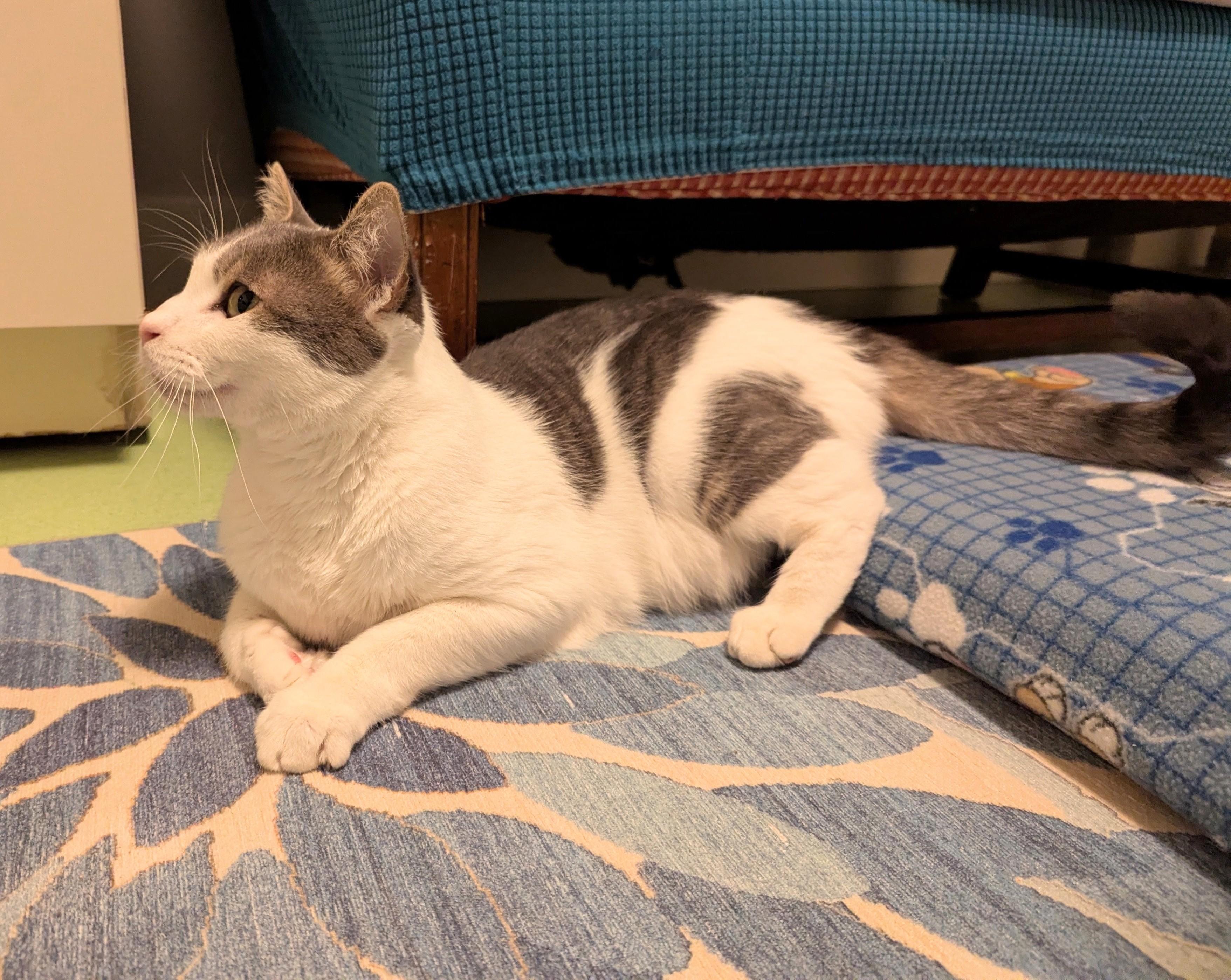 Enlarge Orion, a Adoptable Domestic Short Hair in West Richland, WA image 6/6