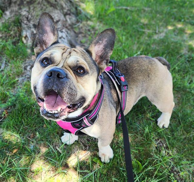 Drako, Adoptable, Adult Male French Bulldog.