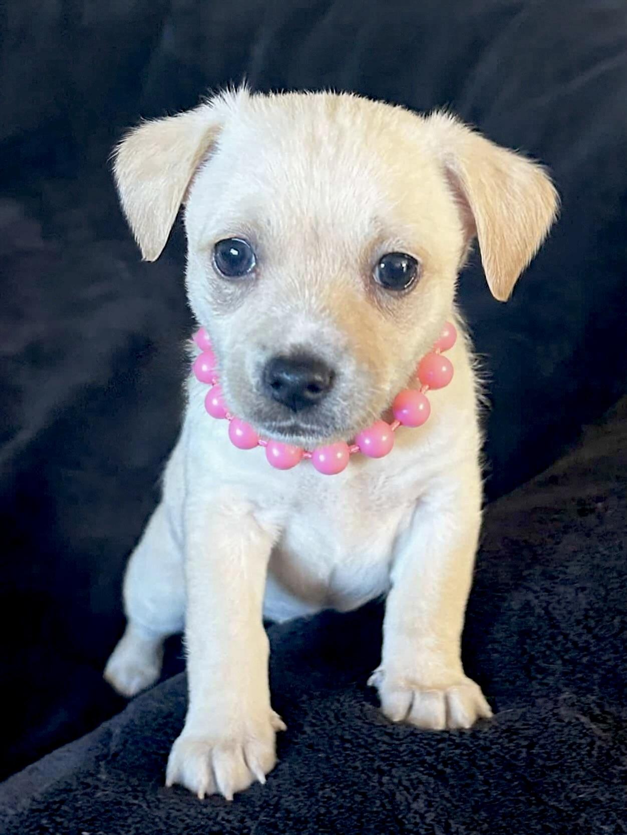 Coral, ADOPTABLE, Puppy Female Chihuahua & Spaniel.