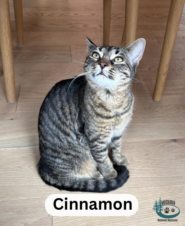 Enlarge Cinnamon!, an adopted Domestic Short Hair in Huntsville, ON image 1/4