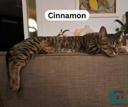 Enlarge Cinnamon!, an adopted Domestic Short Hair in Huntsville, ON image 2/4