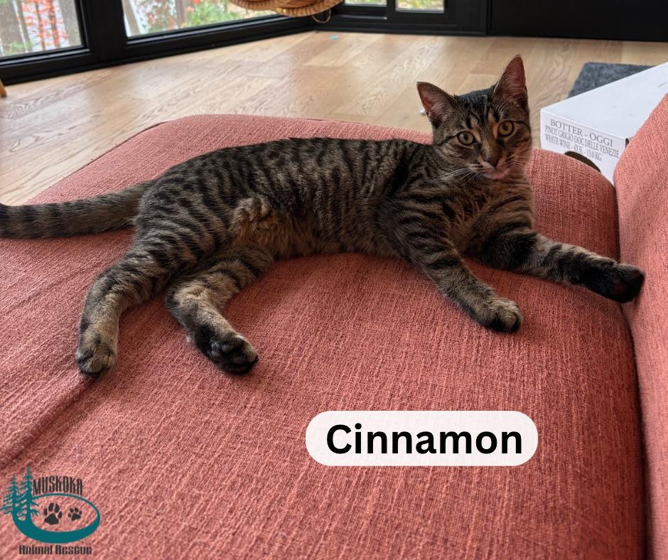 Enlarge Cinnamon!, an adopted Domestic Short Hair in Huntsville, ON image 3/4