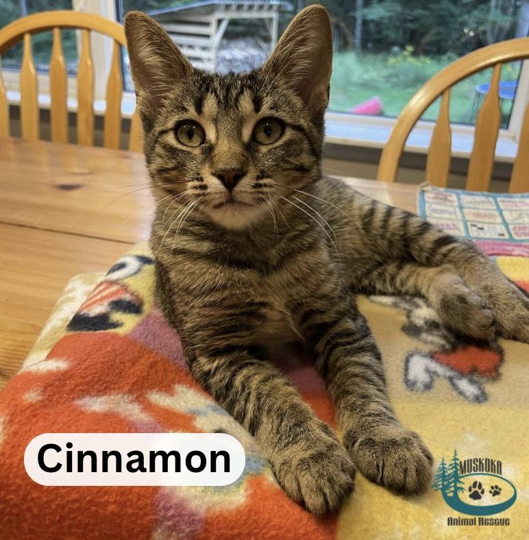 Enlarge Cinnamon!, an adopted Domestic Short Hair in Huntsville, ON image 4/4