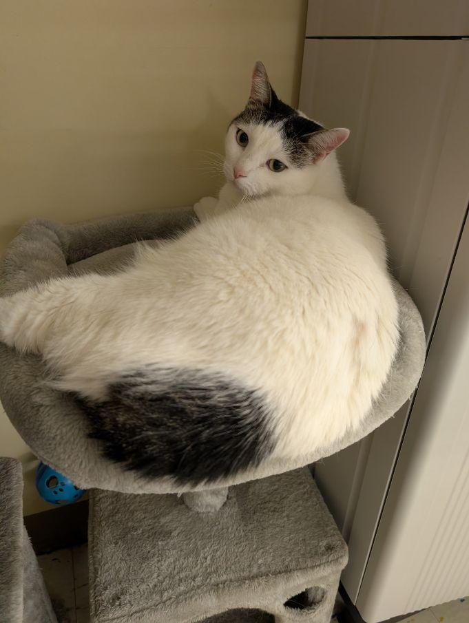 Enlarge Newt, an adoptable mixed breed in Lake Orion, MI image 6/6