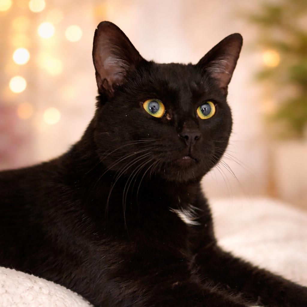 Tristan, Adoptable, Young Male Domestic Short Hair.