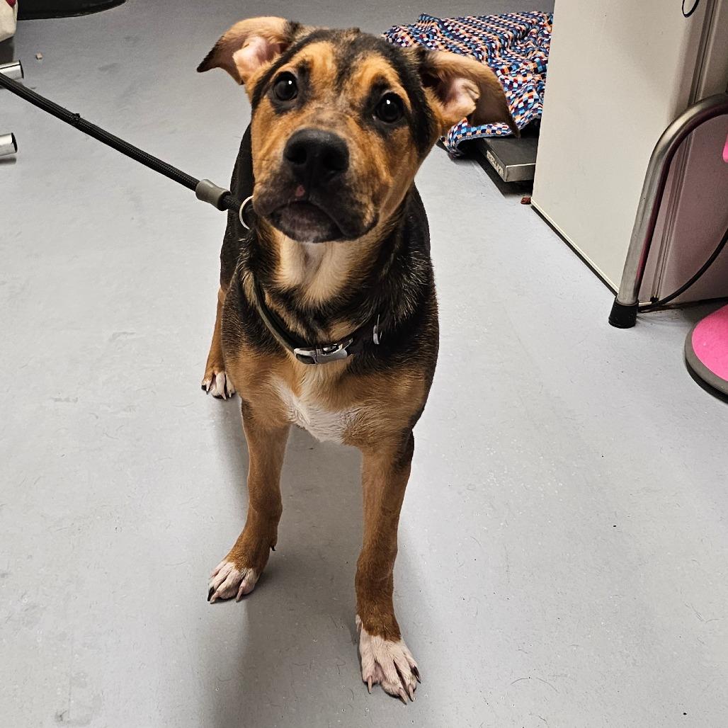 Sox, Adoptable, Young Male Shepherd.