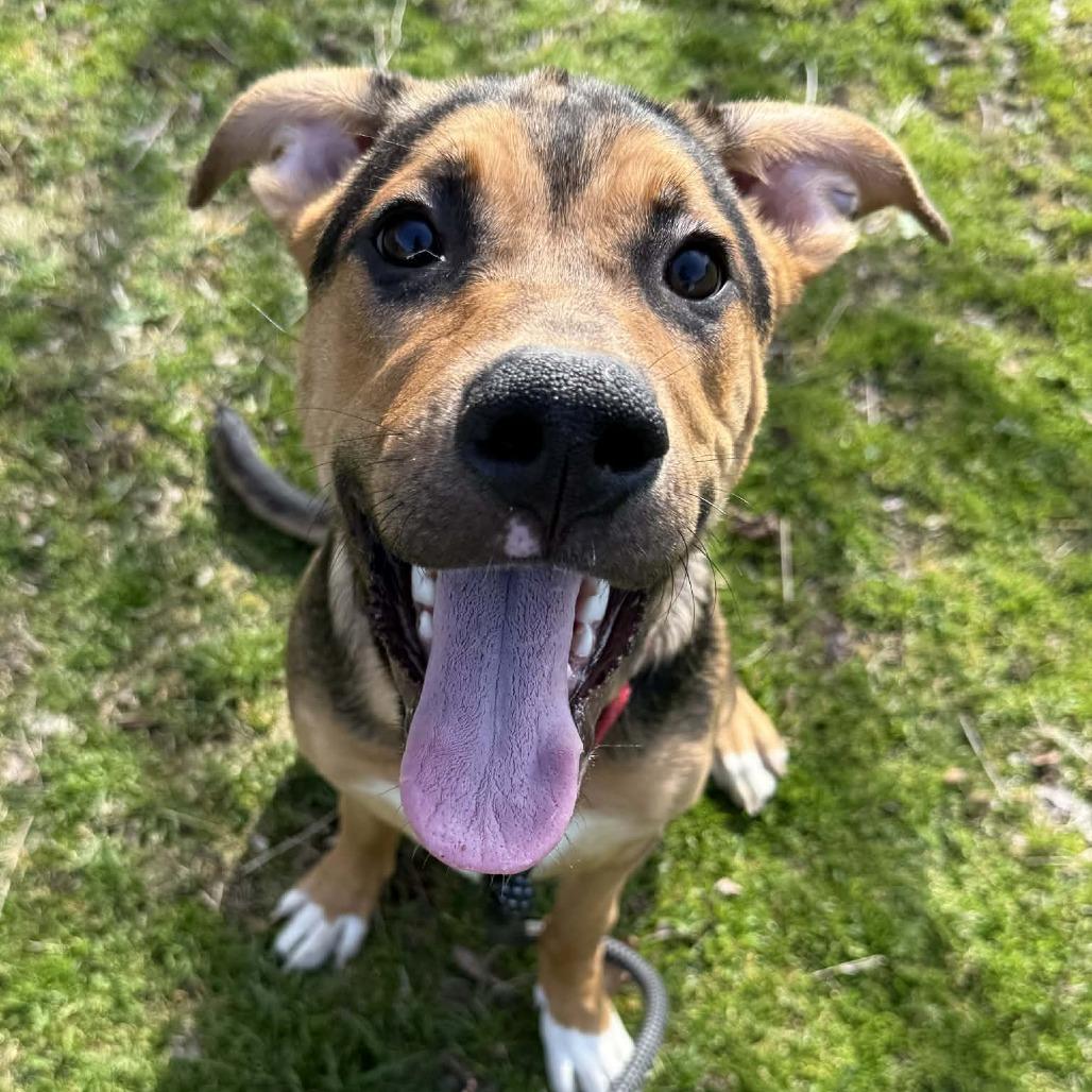 Enlarge Sox, a Adoptable mixed breed in Concord, NC image 2/6