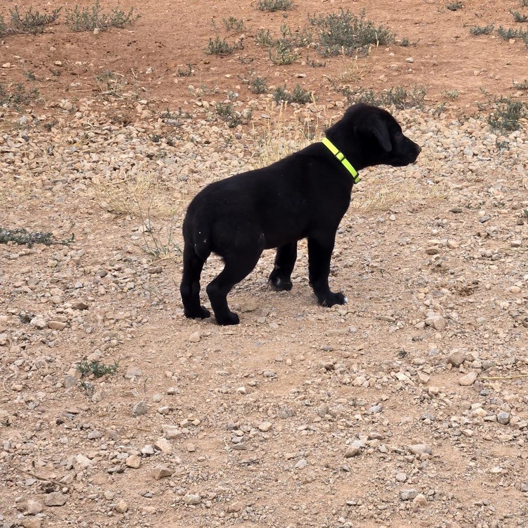 Enlarge Hex, a Adoptable Mixed Breed in Moab, UT image 1/6