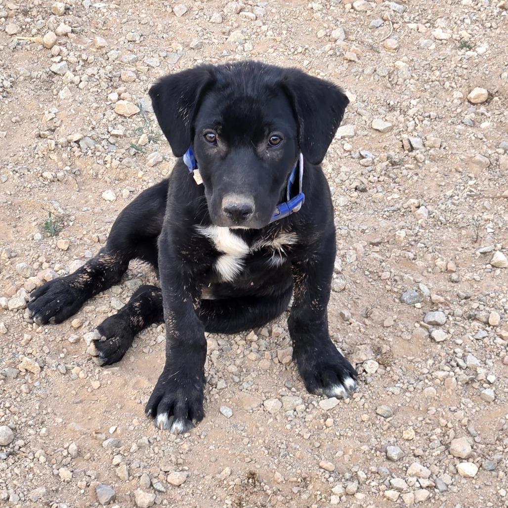 Enlarge Hex, a Adoptable Mixed Breed in Moab, UT image 2/6