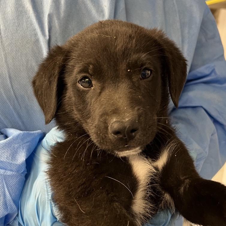 Hex, a Adoptable Mixed Breed in Moab, UT image 5/6