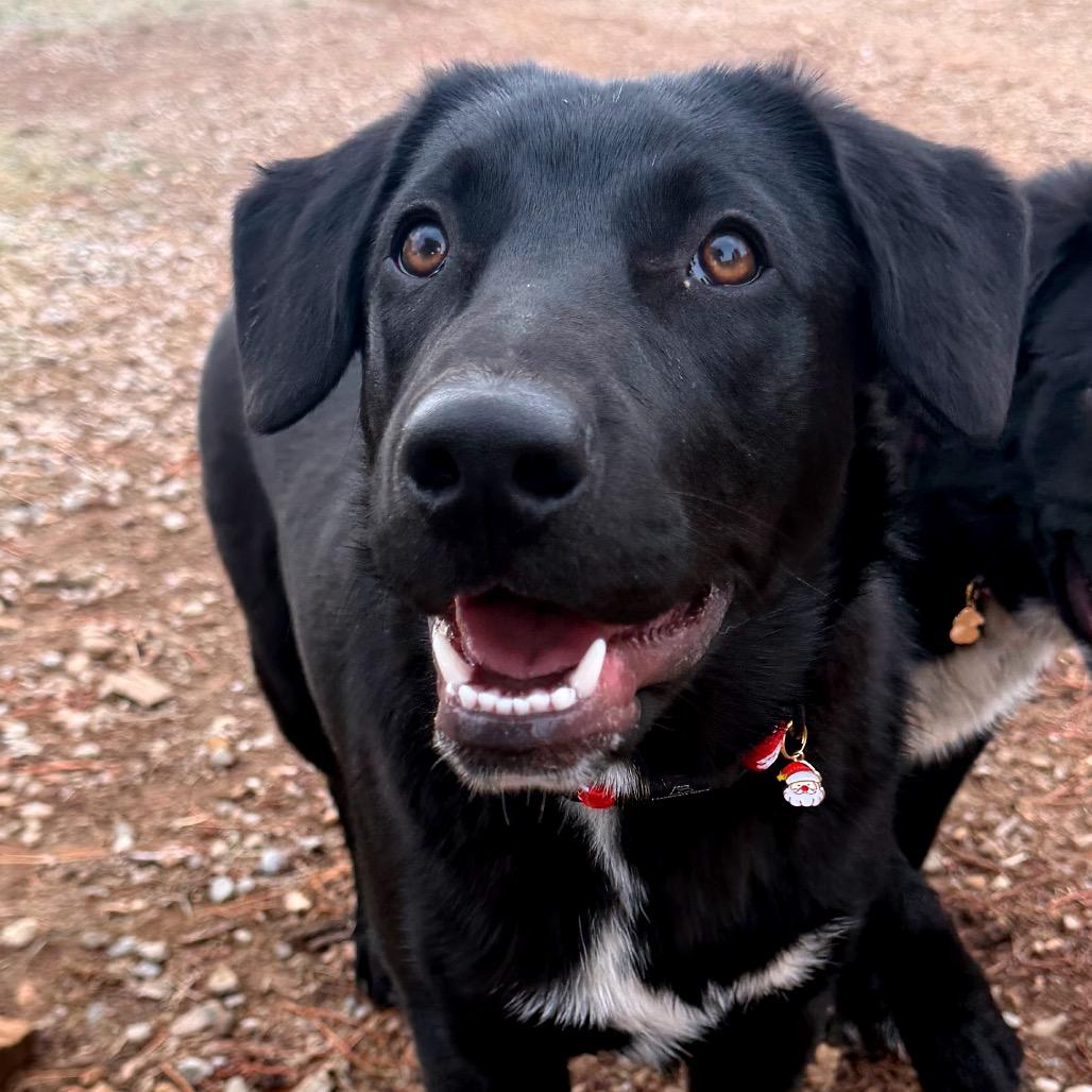 Hex, a Adoptable Mixed Breed in Moab, UT image 5/6