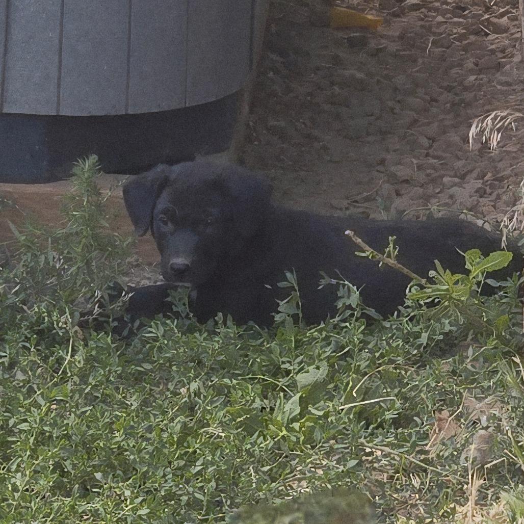 Enlarge Hex, a Adoptable Mixed Breed in Moab, UT image 5/6