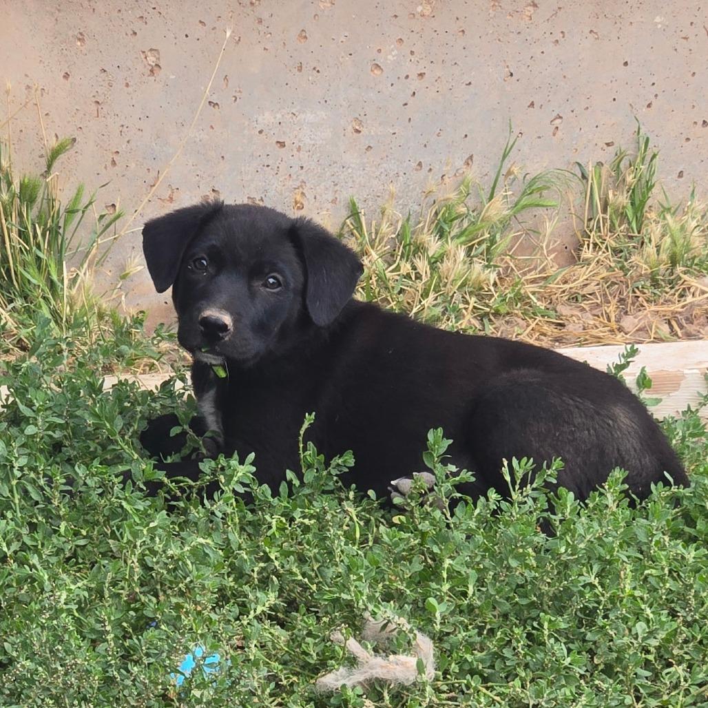 Hex, a Adoptable Mixed Breed in Moab, UT image 6/6