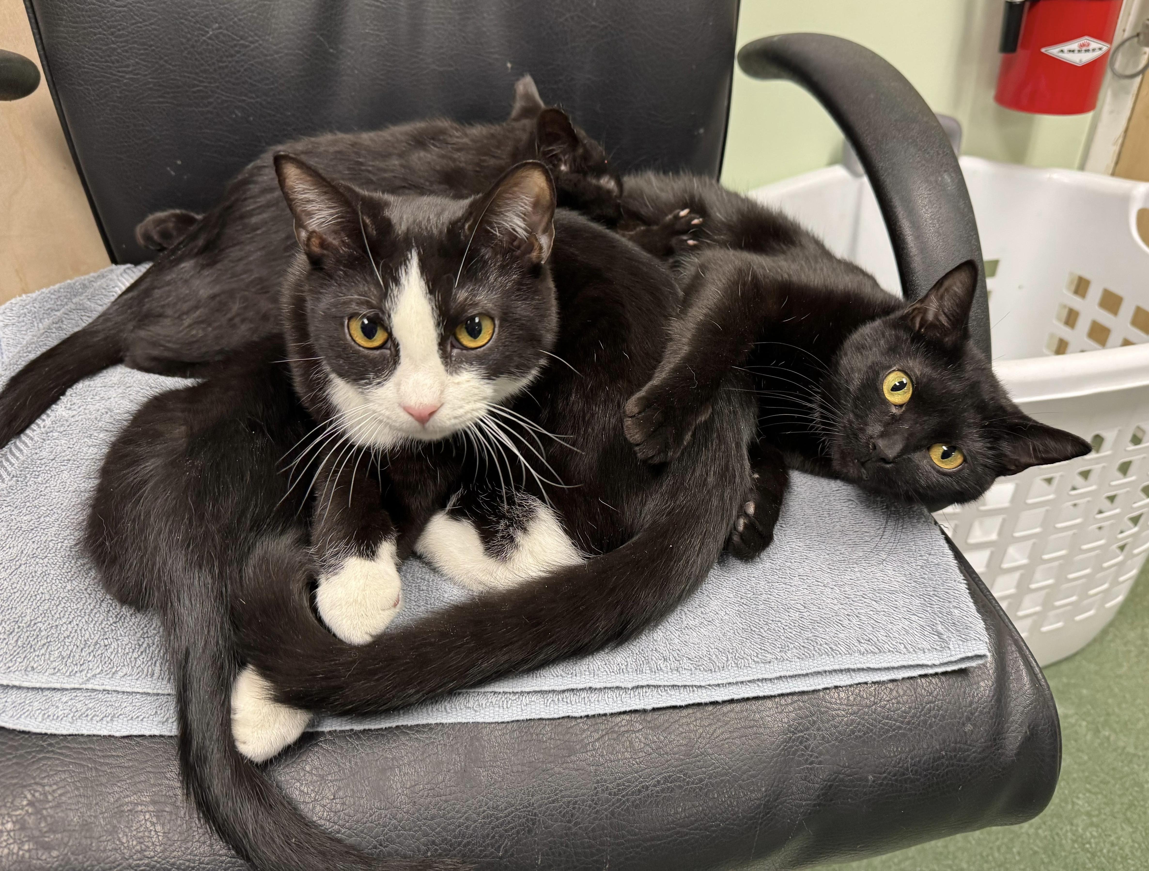 Simon & Chai - BONDED PAIR, ADOPTABLE, Young Male Domestic Short Hair.