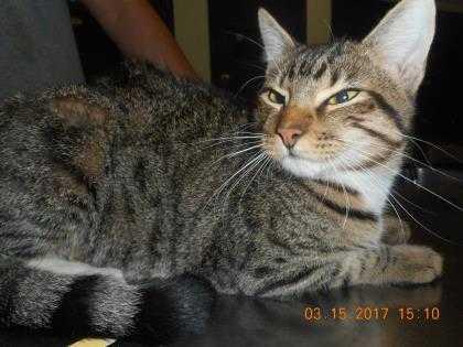 Simba, Adopted, Adult Male Domestic Short Hair.