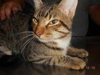 Enlarge Simba, a Adopted Domestic Short Hair in San Angelo, TX image 2/2