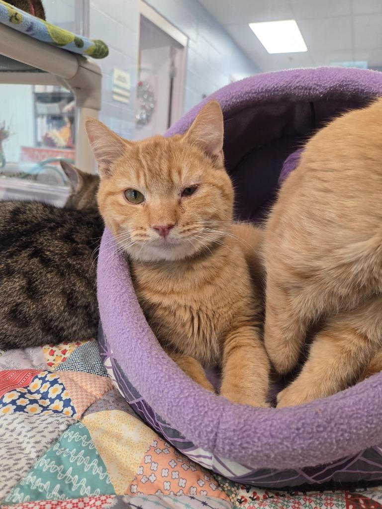 Leo, Adoptable, Young Male Domestic Short Hair.