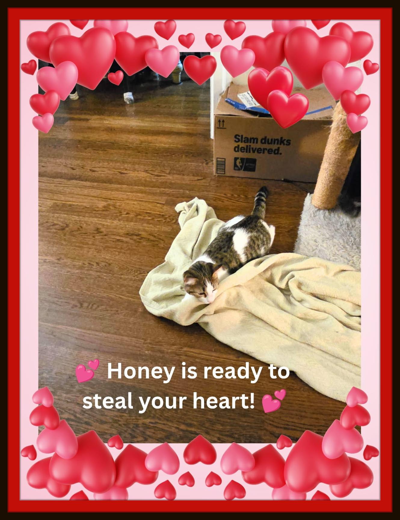 Enlarge Honey — Sweetness, Play, and Endless Purrs, a Adoptable Domestic Short Hair in Winston Salem, NC image 4/4