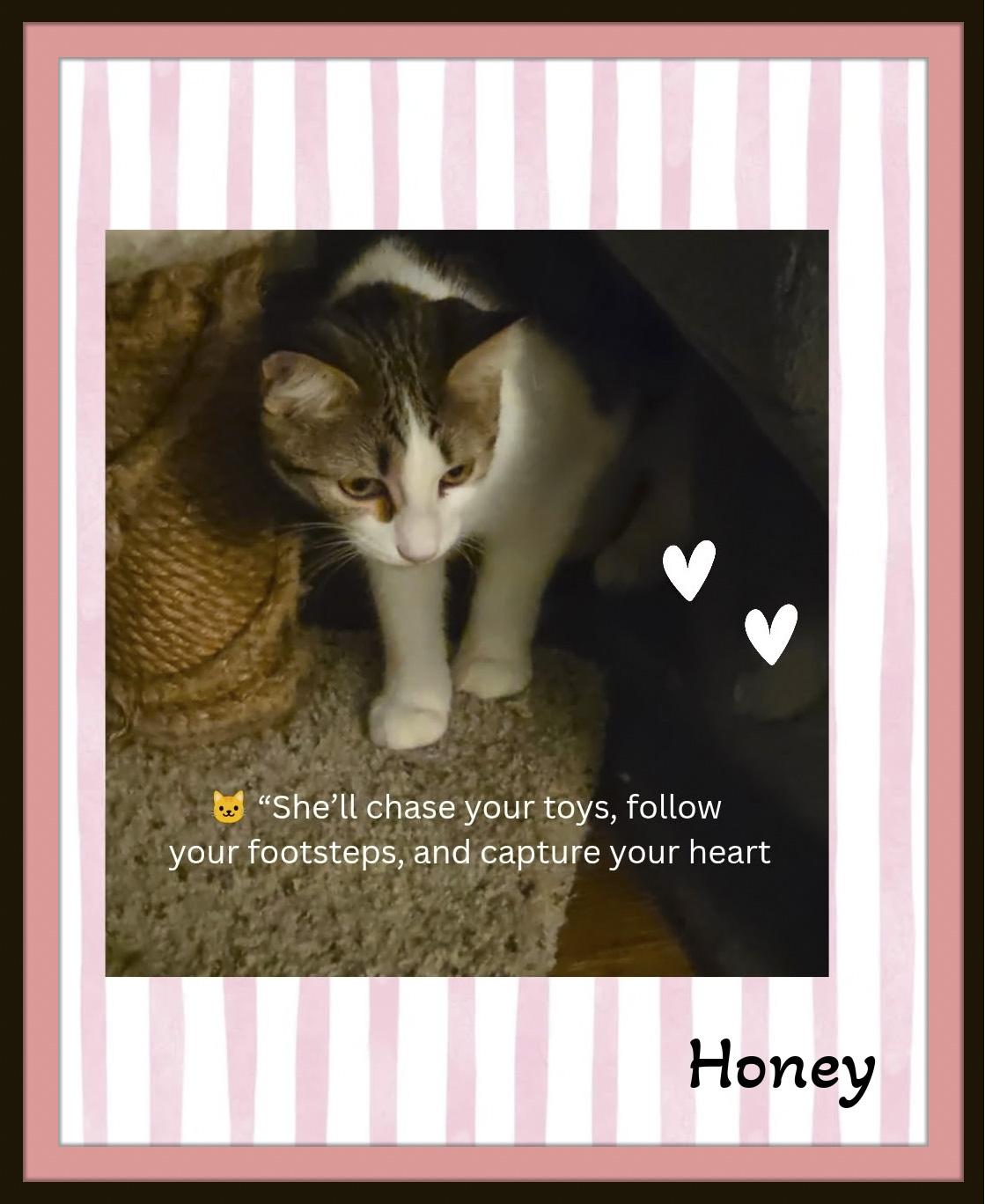Enlarge Honey — Sweetness, Play, and Endless Purrs, a Adoptable Domestic Short Hair in Winston Salem, NC image 3/4