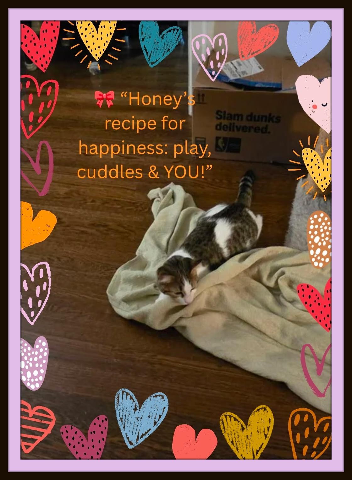 Enlarge Honey — Sweetness, Play, and Endless Purrs, a Adoptable Domestic Short Hair in Winston Salem, NC image 2/4