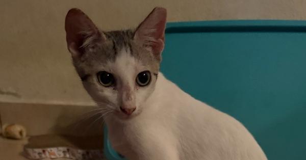Snow, Adoptable, Kitten Male Domestic Short Hair.