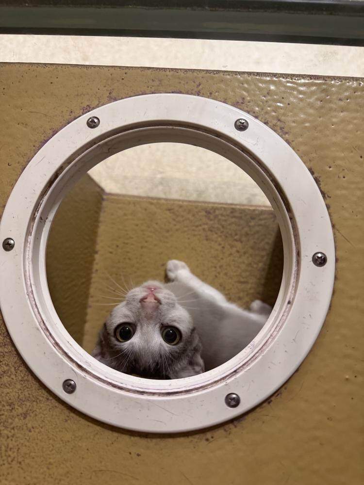 Enlarge Snow, a Adoptable Domestic Short Hair in Naranjito, PR image 2/6