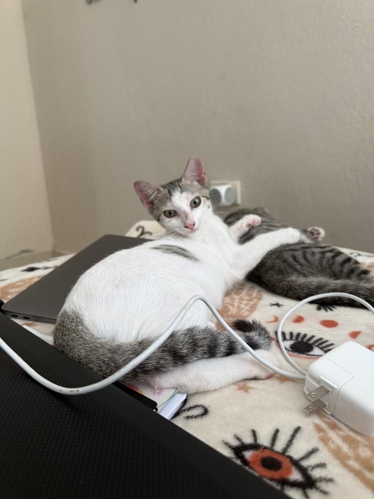 Enlarge Snow, a Adoptable Domestic Short Hair in Naranjito, PR image 3/6