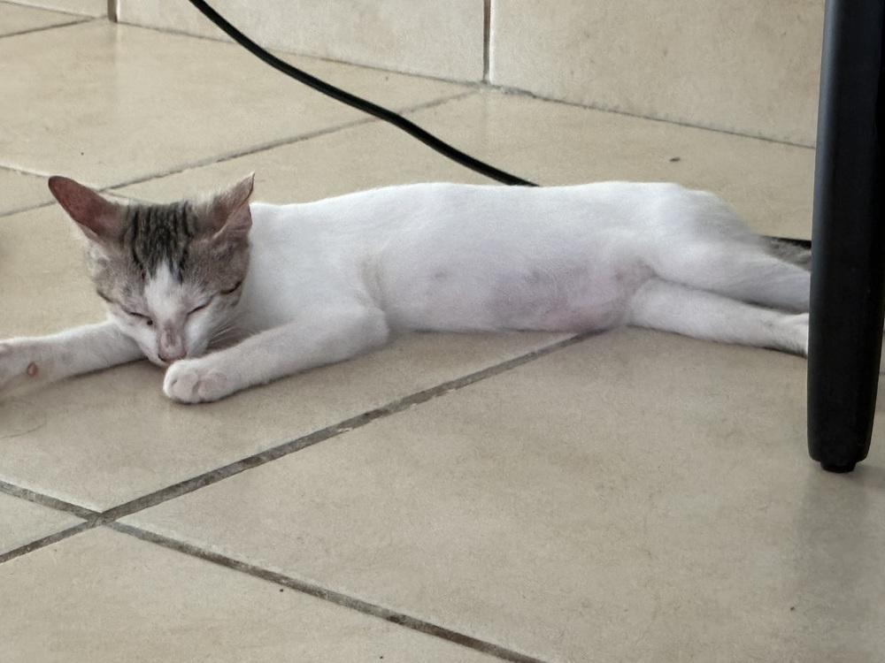 Enlarge Snow, a Adoptable Domestic Short Hair in Naranjito, PR image 4/6
