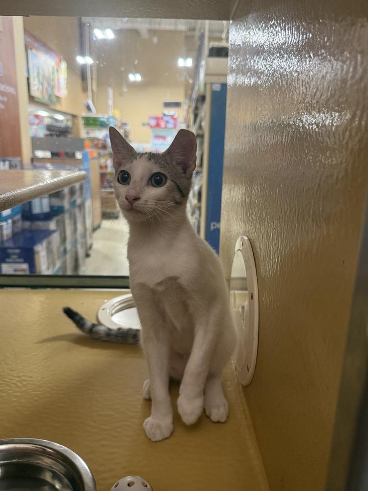 Enlarge Snow, a Adoptable Domestic Short Hair in Naranjito, PR image 5/6