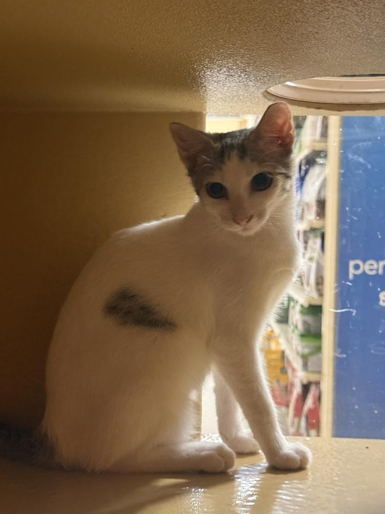Enlarge Snow, a Adoptable Domestic Short Hair in Naranjito, PR image 6/6