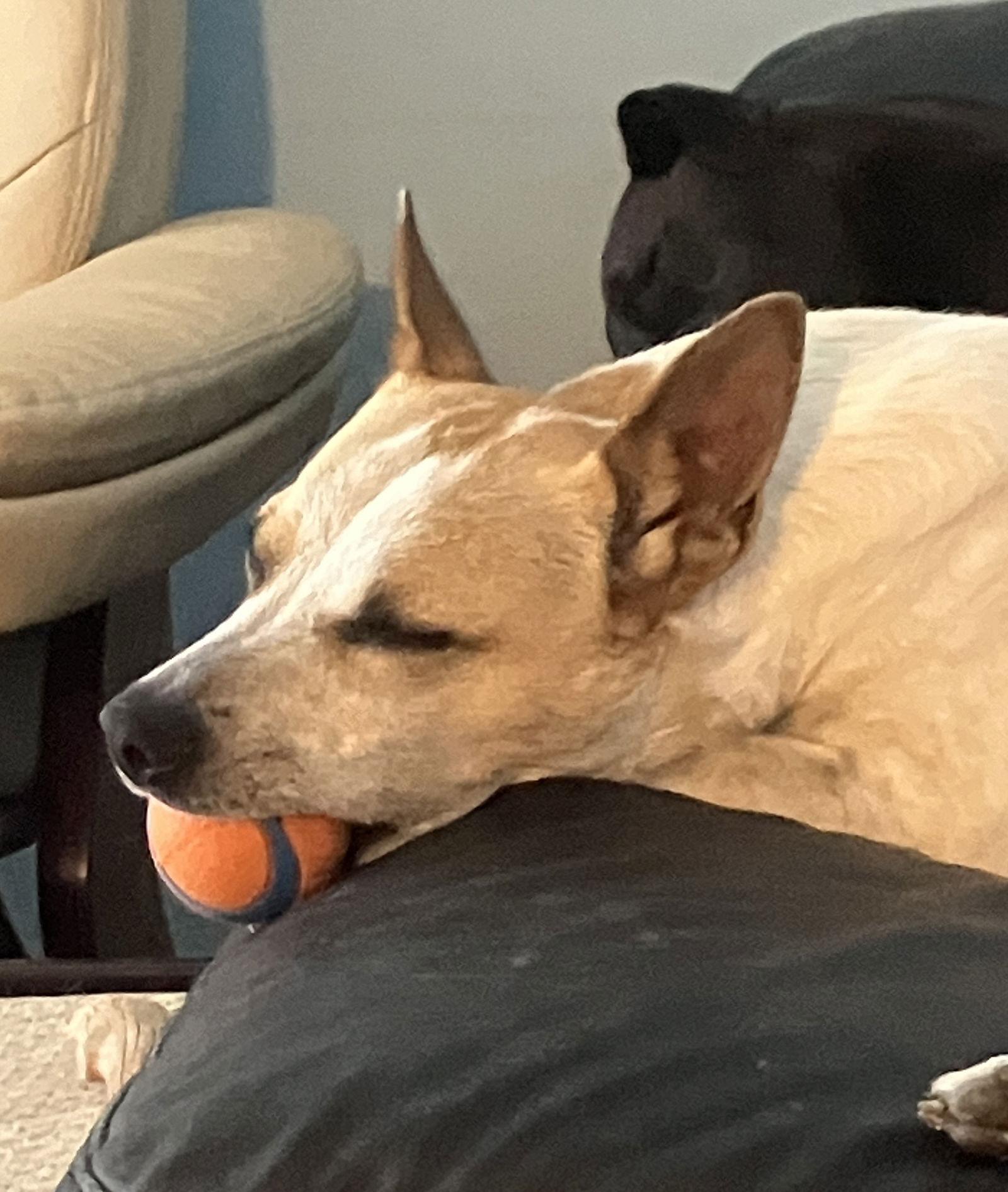 Whiskey, Adopted, Adult Male Jack Russell Terrier & Labrador Retriever.