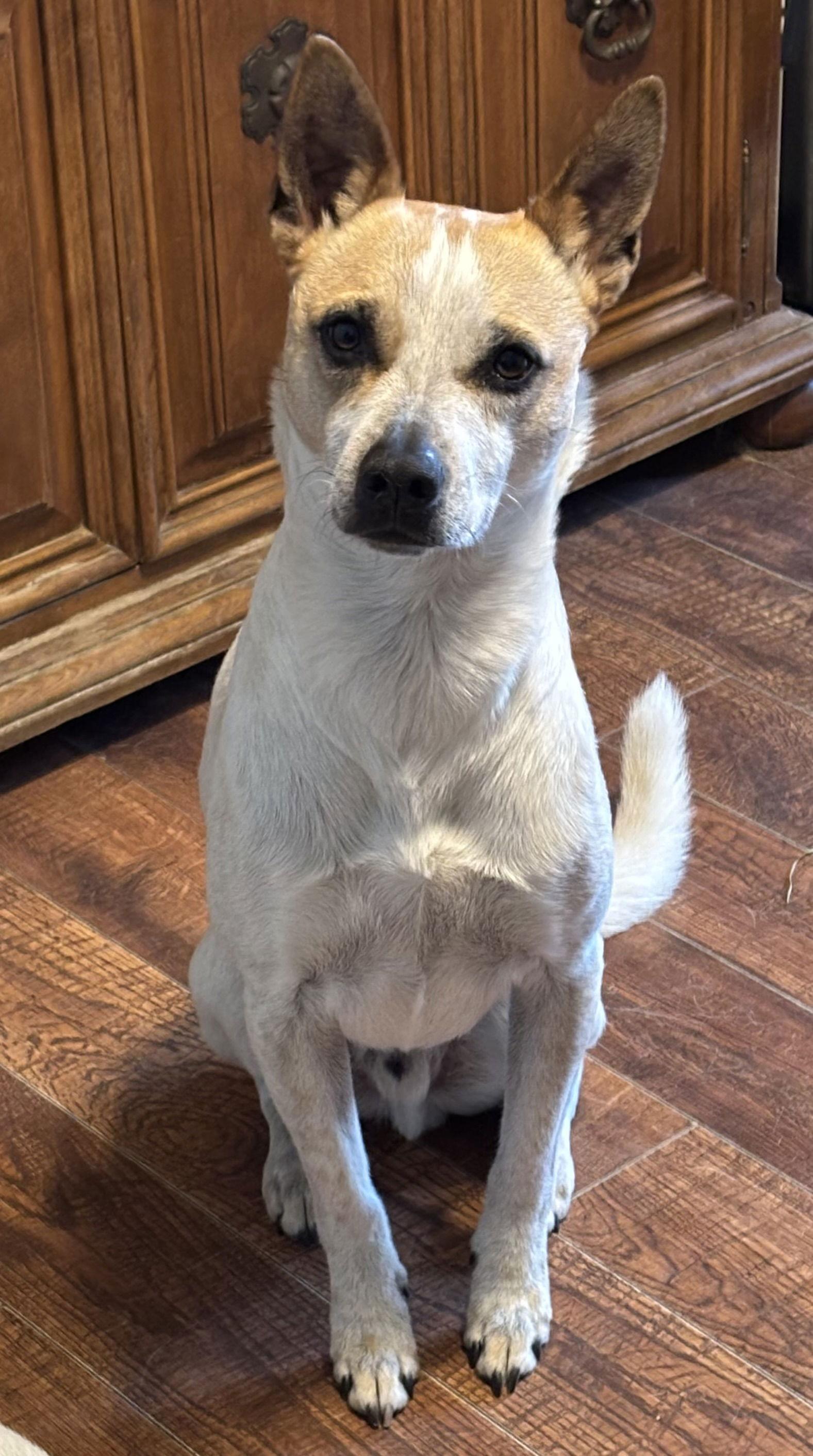 Enlarge Whiskey, a Adopted mixed breed in San Diego, CA image 2/3