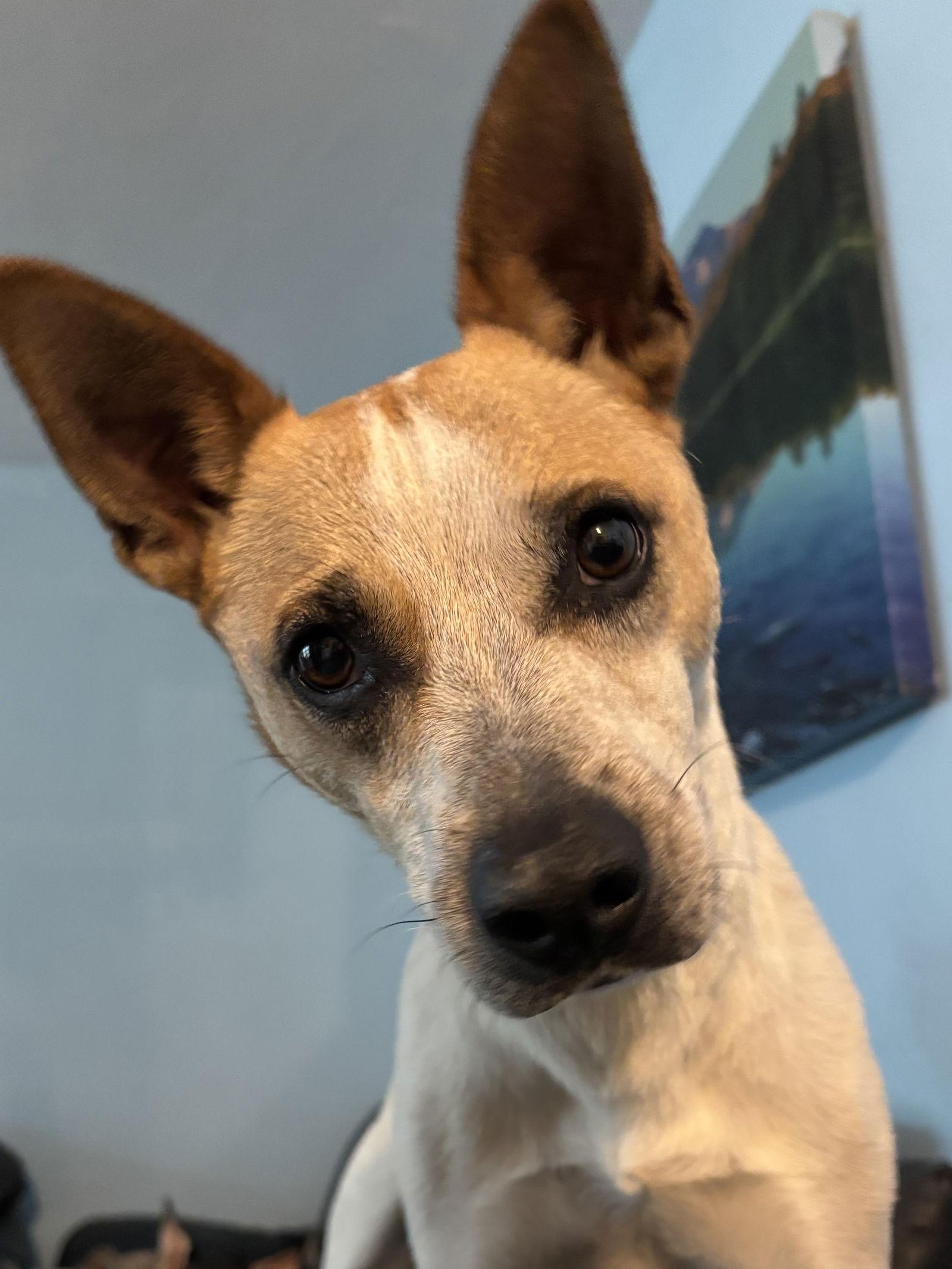 Enlarge Whiskey, a Adopted mixed breed in San Diego, CA image 3/3