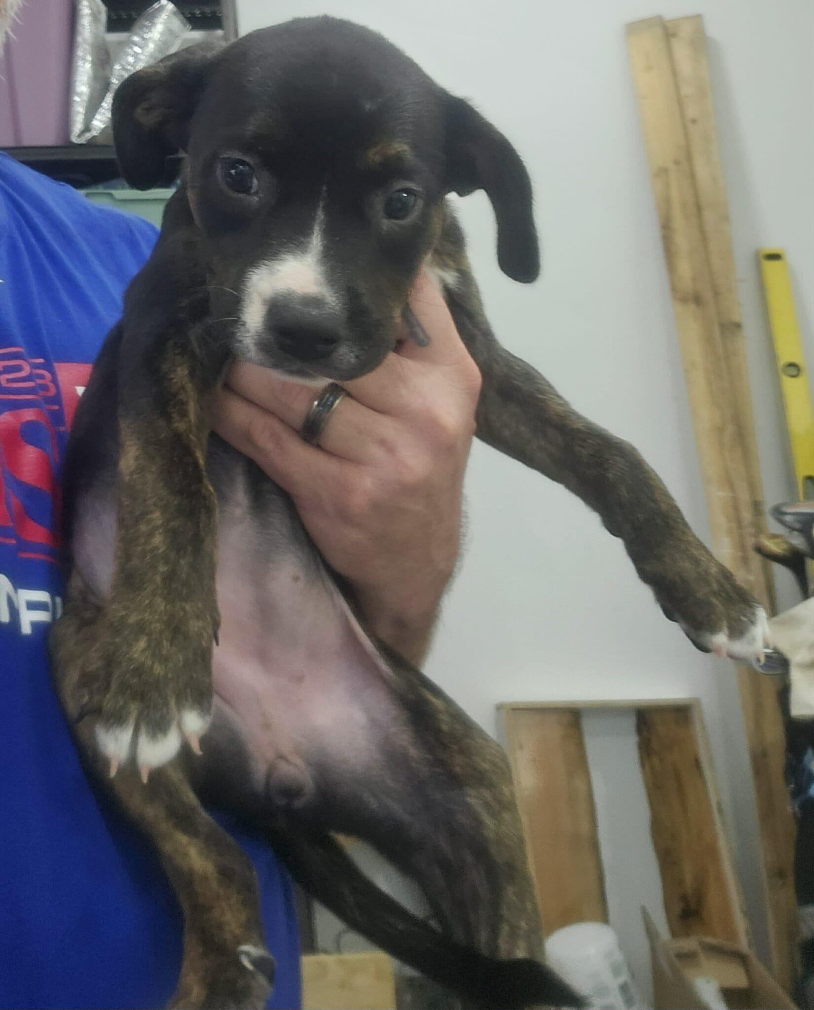 Enlarge Nutmeg, a Adoptable mixed breed in Carrollton, TX image 2/4