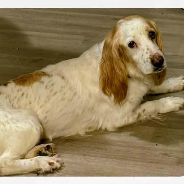 Penny, adoptable, Senior Female Spaniel.