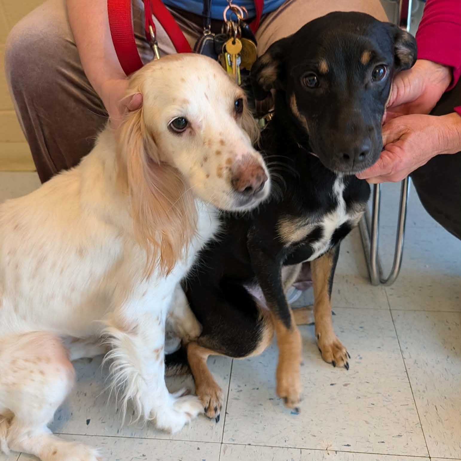 Enlarge Penny, an adoptable mixed breed in Hopkinton, MA image 3/6