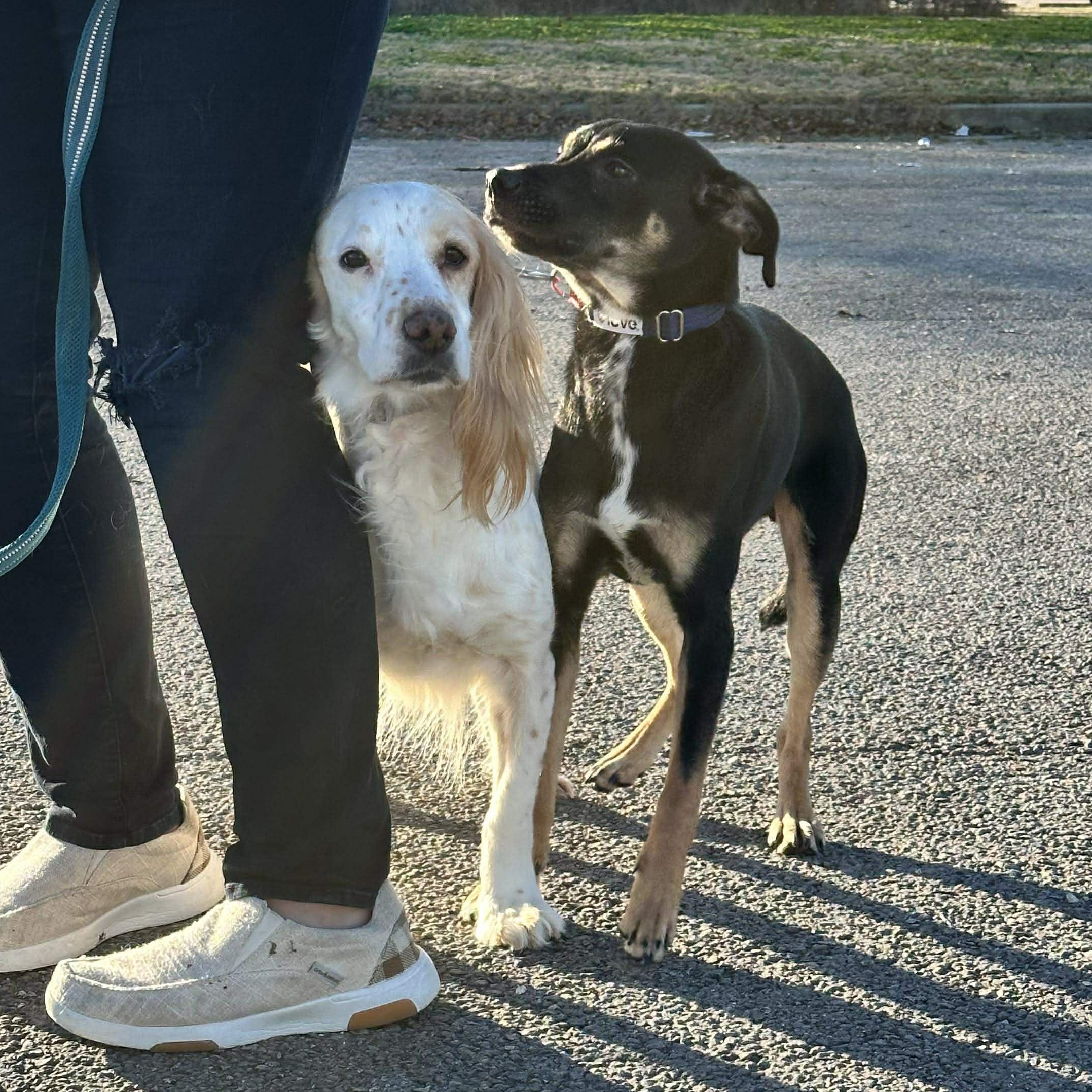 Enlarge Penny, an adoptable mixed breed in Hopkinton, MA image 6/6