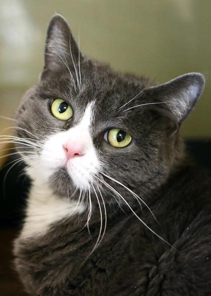 Enlarge Moni - Available In Foster, a Adoptable Domestic Short Hair in Madison, NJ image 1/3