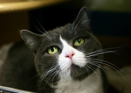 Moni - Available In Foster, Adoptable, Adult Female Domestic Short Hair & Domestic Short Hair.