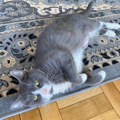 Enlarge Moni - Available In Foster, a Adoptable Domestic Short Hair in Madison, NJ image 1/3