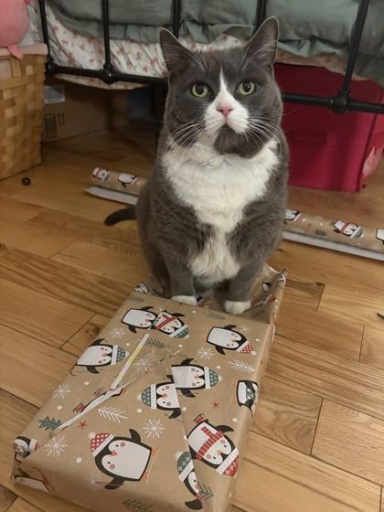 Enlarge Moni - Available In Foster, a Adoptable Domestic Short Hair in Madison, NJ image 2/3