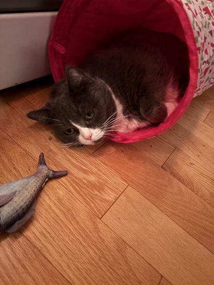 Enlarge Moni - Available In Foster, a Adoptable Domestic Short Hair in Madison, NJ image 3/3