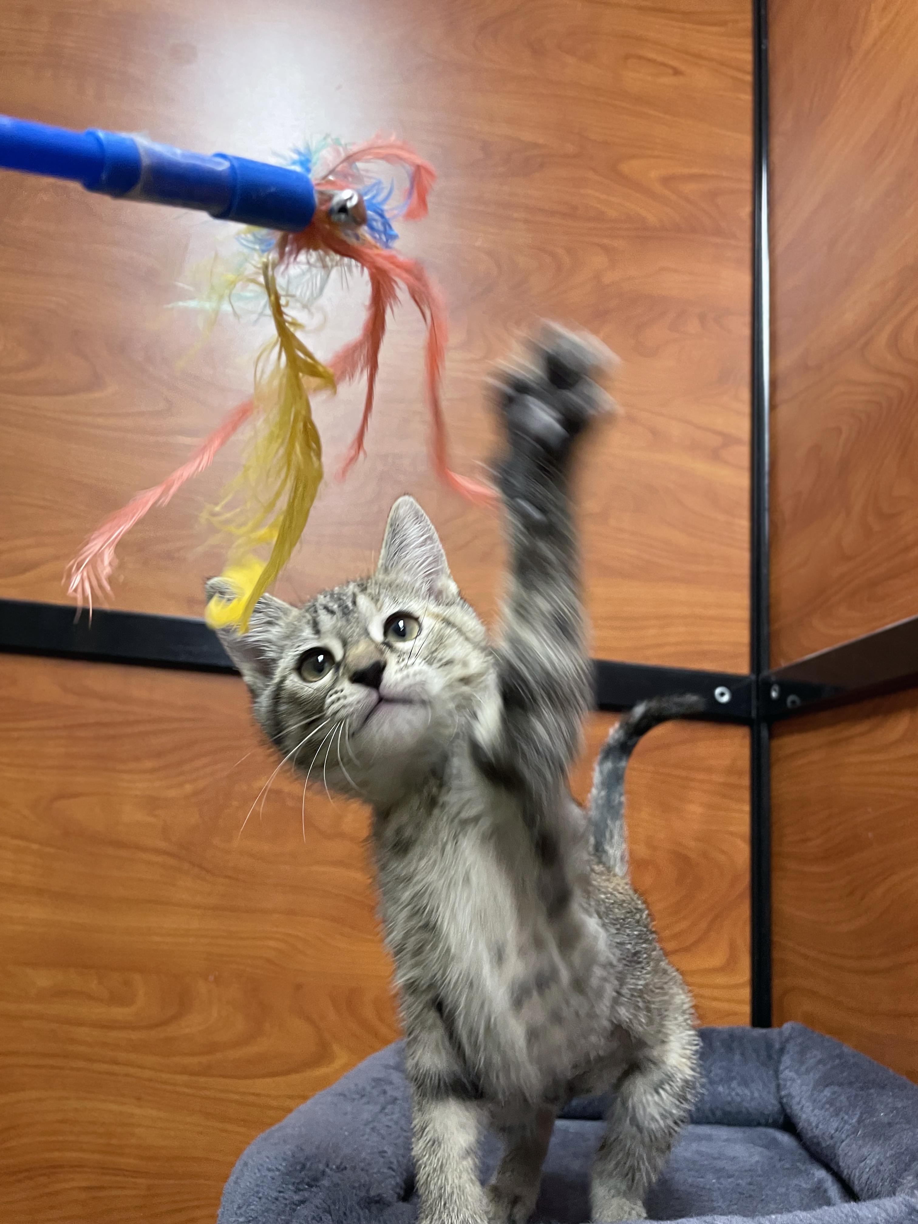 Enlarge Tortellini, a Adopted Domestic Short Hair in Centerville, UT image 4/4