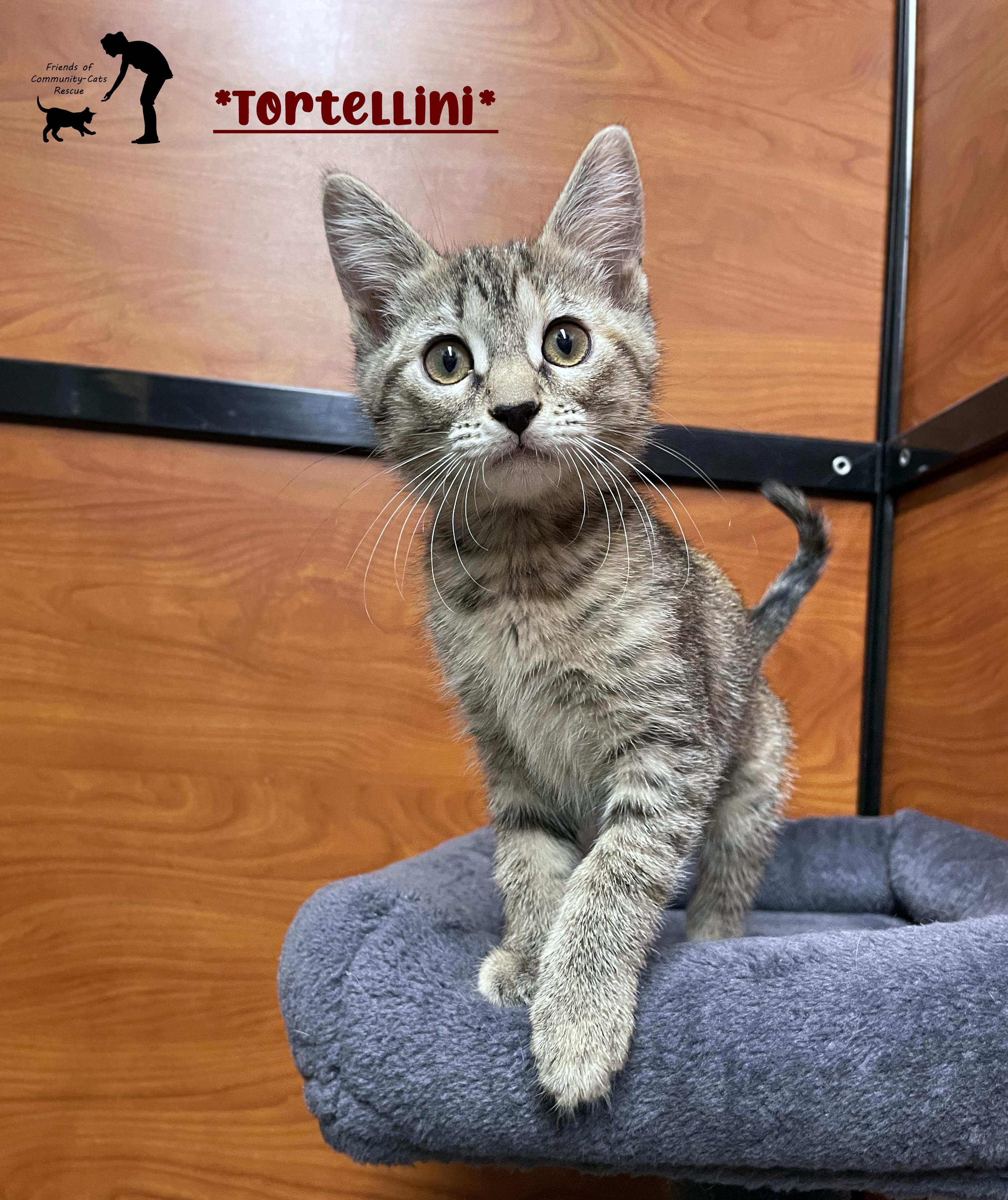Tortellini, Adopted, Kitten Female Domestic Short Hair.