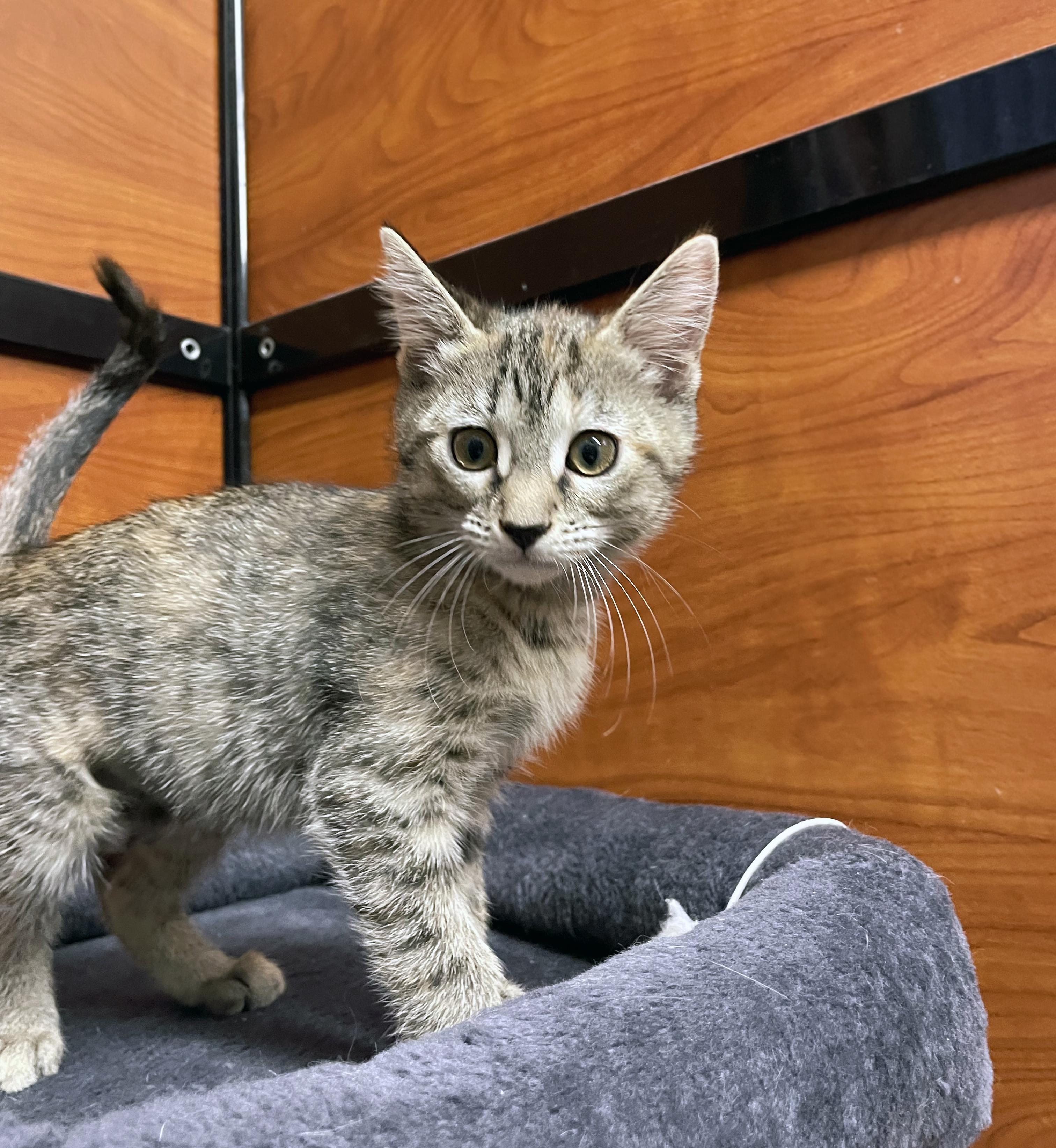 Enlarge Tortellini, a Adopted Domestic Short Hair in Centerville, UT image 3/4