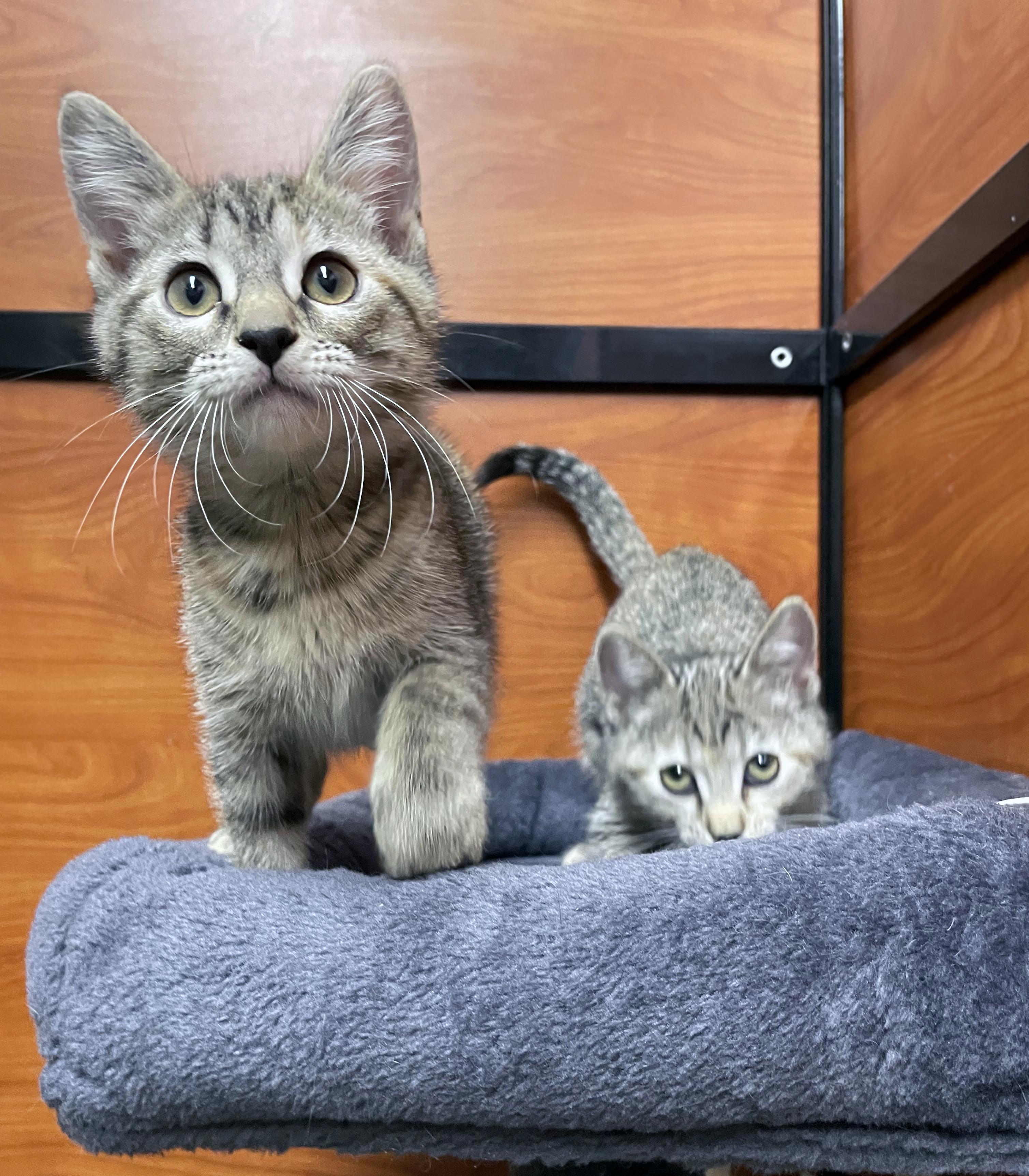 Enlarge Tortellini, a Adopted Domestic Short Hair in Centerville, UT image 2/4